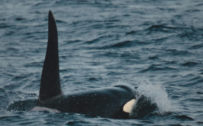Whale watching on the West Coast of Scotland