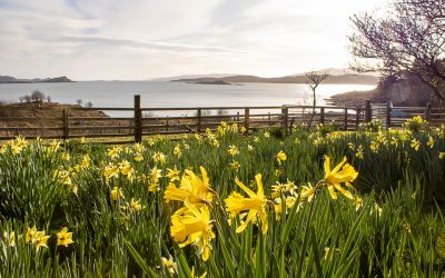 Step into Spring