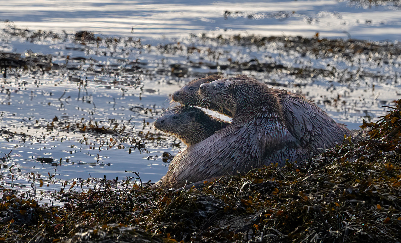 3 otters together 
