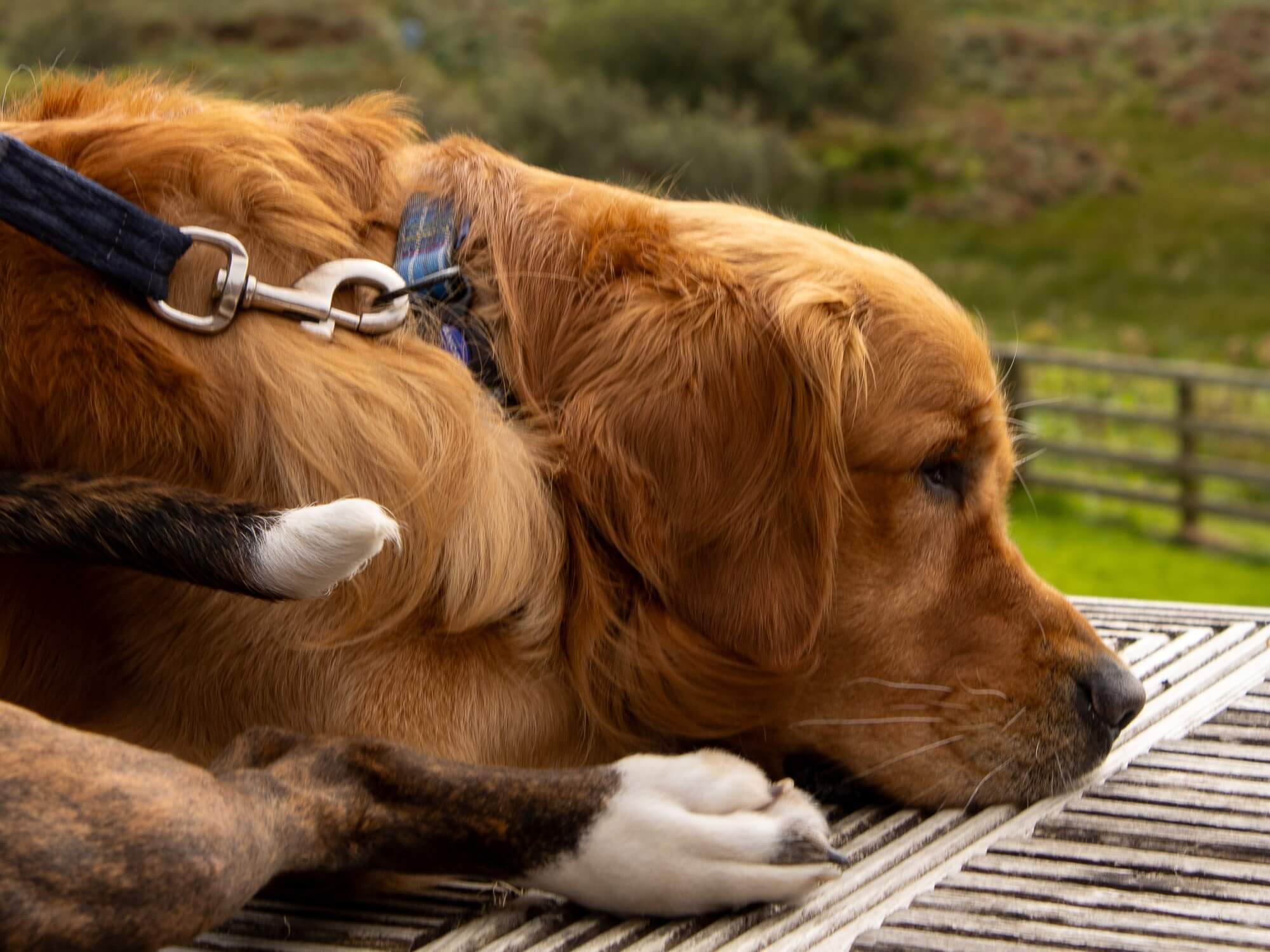 golden brown retriever dog lying on a deck
