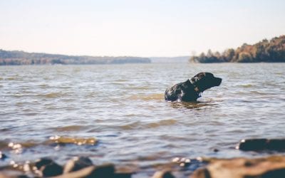 The ultimate dog-friendly holiday in Scotland